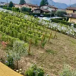 Sole E Luna Nella Vigna
