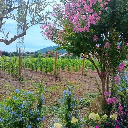 Sole E Luna Nella Vigna *